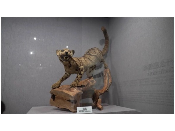 現代的博物館設計理念和設計構思有哪些內容?